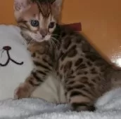 ベンガル【福岡県・女の子・2025年1月17日・ブラウンスポテットタビー(ロゼット)】の写真9「ヒョウ柄のロゼットがハッキリしていて、とても綺麗です✨」