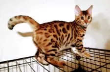 ベンガル【福岡県・男の子・2025年8月18日・ブラウンスポテットタビー(ロゼット)】の写真2