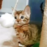 ベンガル【福岡県・女の子・2025年8月1日・ブラウンスポテットタビー(ロゼット)】の写真12