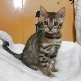 ベンガル【福岡県・女の子・2025年5月3日・ブラウンスポテットタビー(ロゼット)】の写真4「お問い合わせお待ちしております🙇」