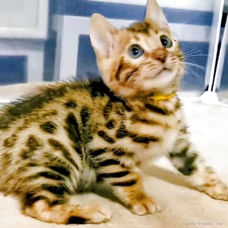 G.T 様のお迎えした子猫