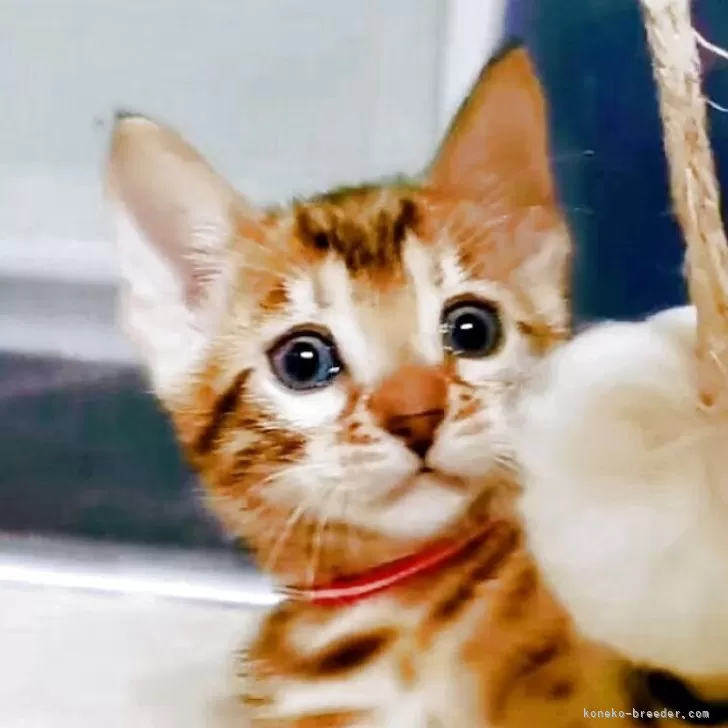 ベンガル【福岡県・女の子・2025年8月1日・ブラウンスポテットタビー(ロゼット)】の写真1「おめめくりくり可愛いお顔です！」