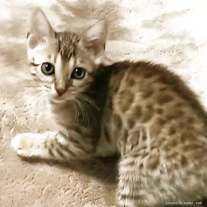 ID：2504-01869の子猫