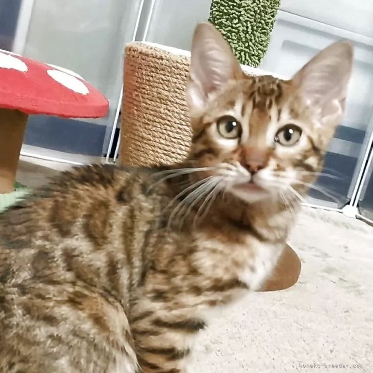 ID：2504-01885の子猫