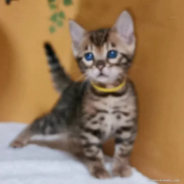 ハマちゃん 様のお迎えした子猫