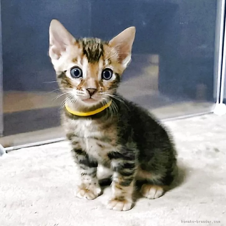 ベンガル【福岡県・男の子・2025年8月3日・ブラウンマーブルドタビー】の写真1「お目目くりくり！イケメン君です💓」