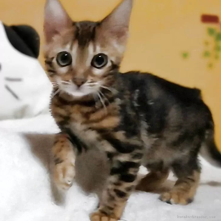 ID：2504-01826の子猫