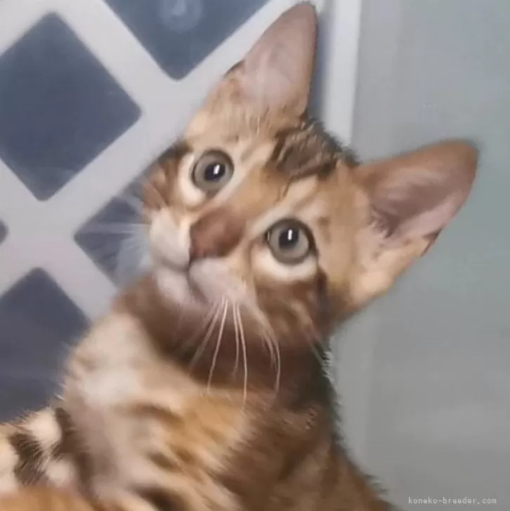 ID：2507-02484の子猫