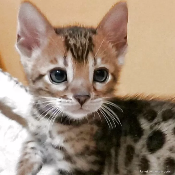 ID：2508-00557の子猫