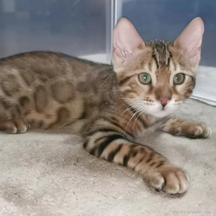 ID:2504-00396の子猫