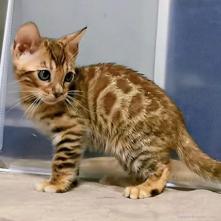 H.M 様のお迎えした子猫