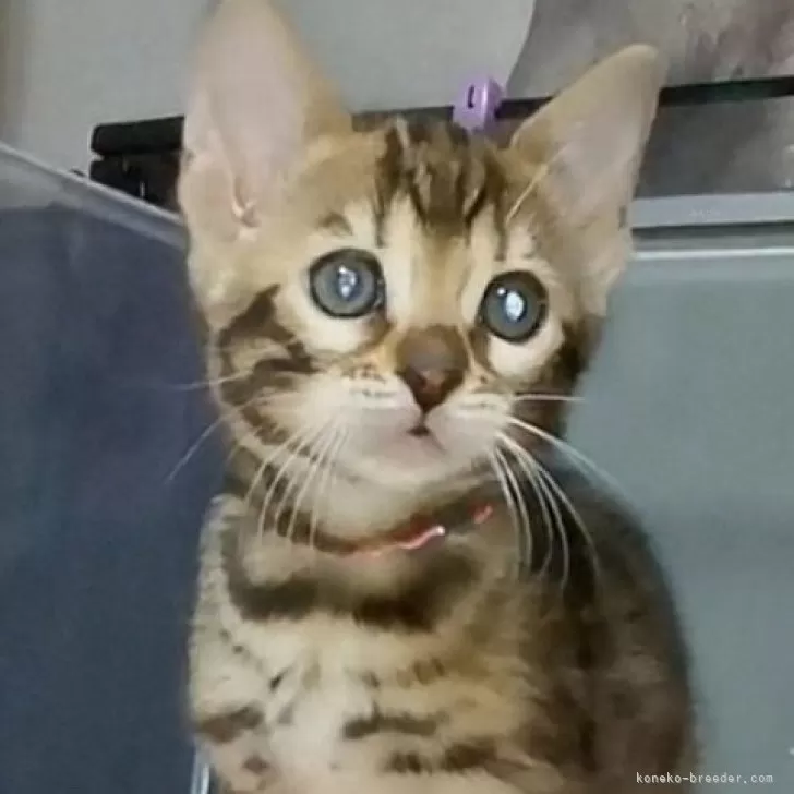 モデナ 様のお迎えした子猫