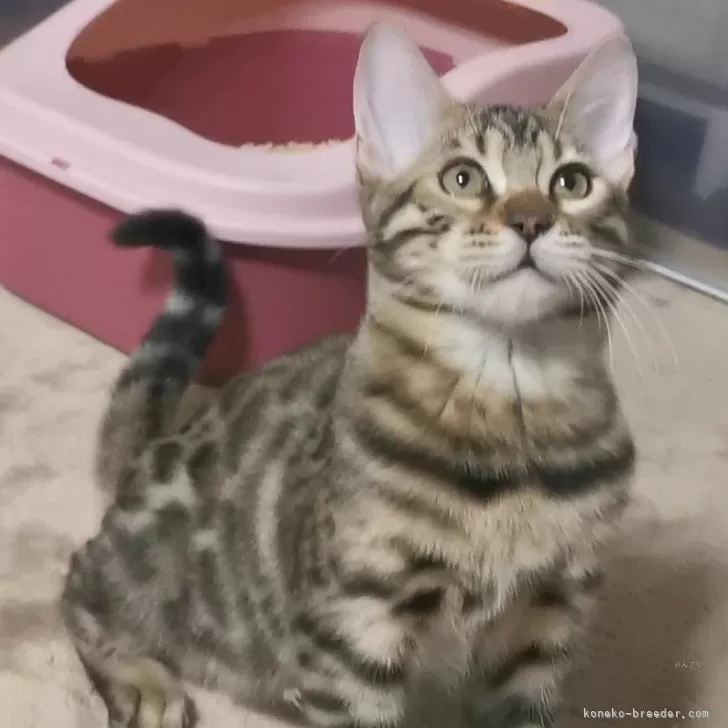 ID:2410-01527の子猫