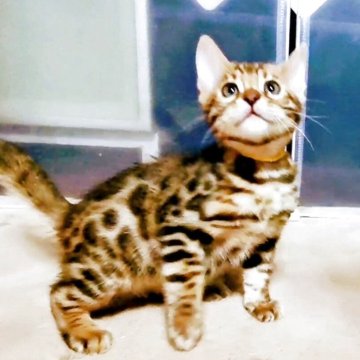 ベンガル【福岡県・男の子・2025年9月15日・ブラウンスポテットタビー(ロゼット)】の写真「ヒョウ柄がはっきりして綺麗です!」