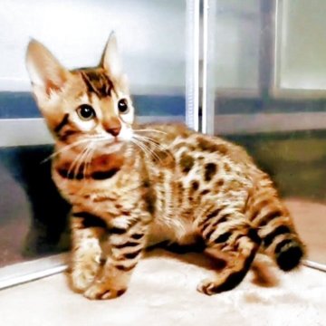 ベンガル【福岡県・女の子・2025年9月15日・ブラウンスポテットタビー(ロゼット)】の写真「人懐っこくて可愛い性格です！」