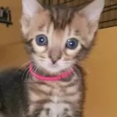 ベンガル