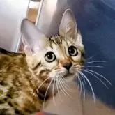 ベンガル