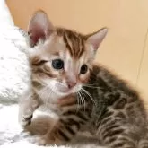 ベンガル