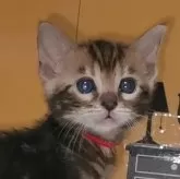 ベンガル【福岡県・女の子・2025年1月17日・ブラウンマーブルドタビー】の写真1「大きなおめめくりくり、！とても可愛いお顔です💓」