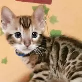 ベンガル
