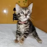 ベンガル