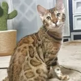 ベンガル