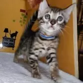ベンガル