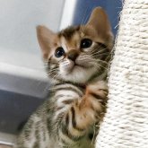 ベンガル