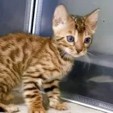 ベンガル