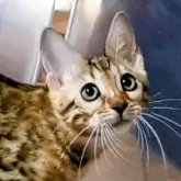 ベンガル