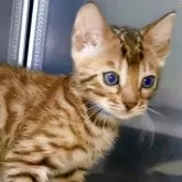 ベンガル