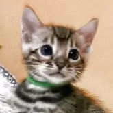 ベンガル