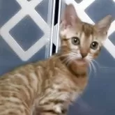 ベンガル