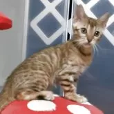 ベンガル