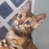 ベンガル