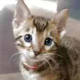 ベンガル