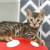 ベンガル
