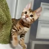 ベンガル