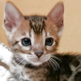 ベンガル