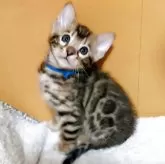 ベンガル