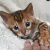 ベンガル