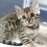 ベンガル