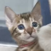 ベンガル