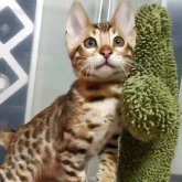 ベンガル