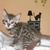 ベンガル