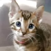 ベンガル
