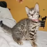 ベンガル