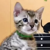 ベンガル