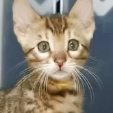 ベンガル