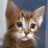 ベンガル